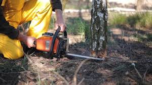 Lawn Renovation and Restoration in Poquott, NY