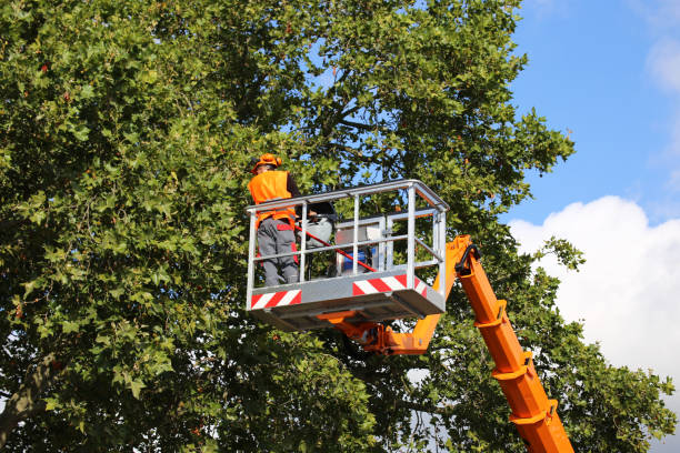 How Our Tree Care Process Works  in  Poquott, NY
