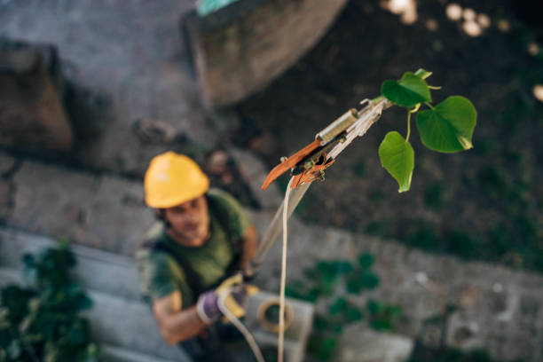 Best Emergency Tree Removal  in Poquott, NY