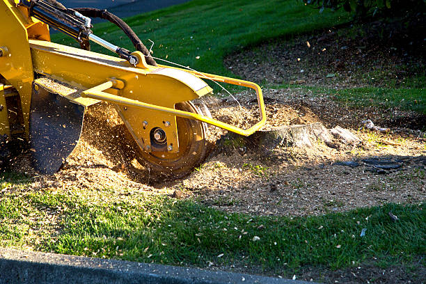 Best Lawn Watering Services  in Poquott, NY