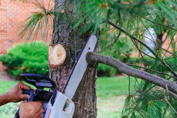  Poquott, NY Tree Removal Pros