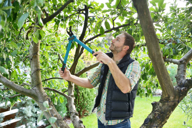Tree and Shrub Care in Poquott, NY